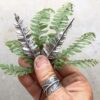 Nicole Ringgold | Forest Undergrowth: fern earrings | Sunday, January 29, 2023 | 8:00 am until 5:30 pm - Image 8